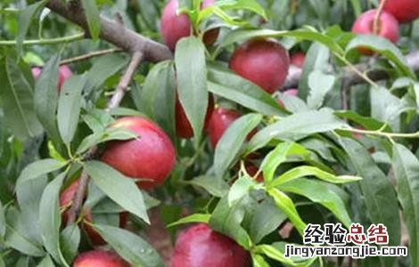 水蜜桃栽培技术 水蜜桃栽培技术的小科普