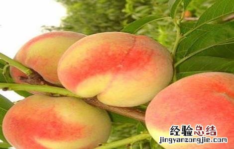 水蜜桃栽培技术 水蜜桃栽培技术的小科普