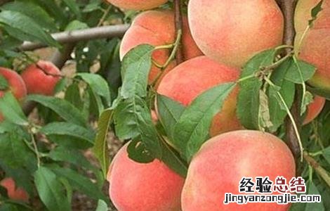 水蜜桃栽培技术 水蜜桃栽培技术的小科普