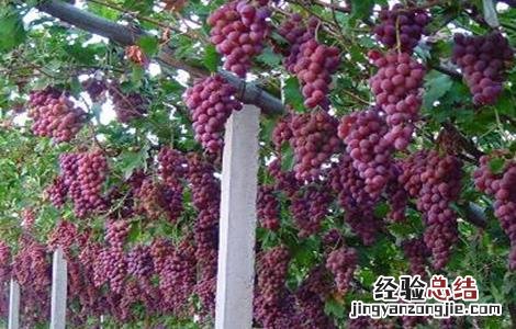 葡萄如何施肥 葡萄如何施肥让果实快速膨大