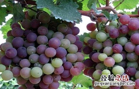 葡萄如何施肥 葡萄如何施肥让果实快速膨大
