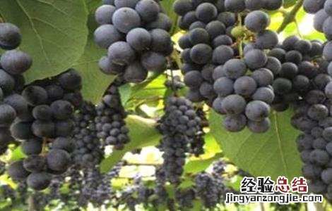 葡萄如何施肥 葡萄如何施肥让果实快速膨大