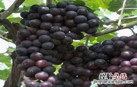葡萄如何施肥 葡萄如何施肥让果实快速膨大