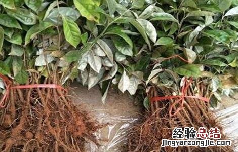 羊奶果种植条件 羊奶果种植条件和时间