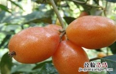 羊奶果种植条件 羊奶果种植条件和时间