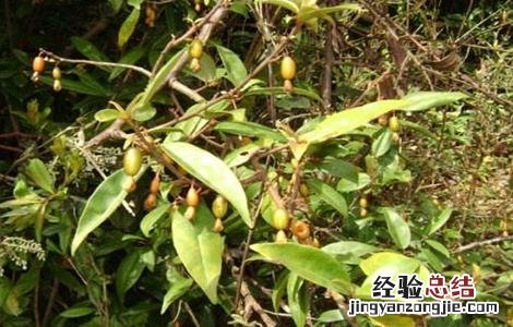 羊奶果种植条件 羊奶果种植条件和时间