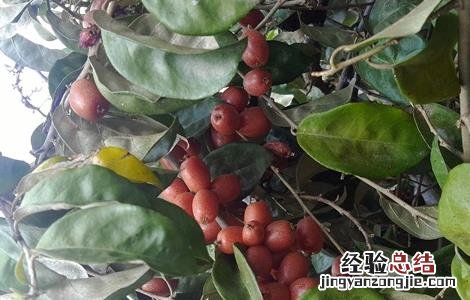 羊奶果种植注意事项和禁忌 羊奶果种植注意事项