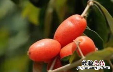 羊奶果种植注意事项和禁忌 羊奶果种植注意事项