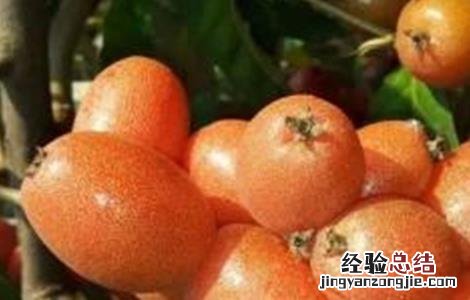 羊奶果种植注意事项和禁忌 羊奶果种植注意事项