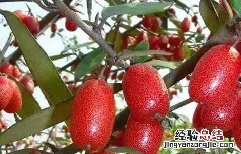 羊奶果种植注意事项和禁忌 羊奶果种植注意事项