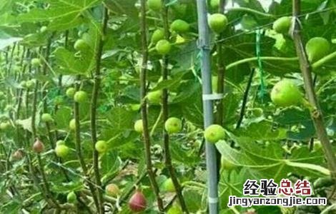 无花果田间管理技术 无花果的田间管理技术