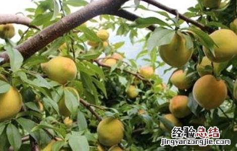 黄桃种植技术与管理课件 黄桃种植技术