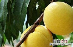 黄桃种植技术与管理课件 黄桃种植技术