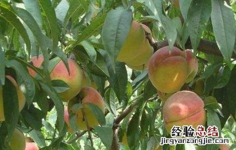 黄桃种植技术与管理课件 黄桃种植技术