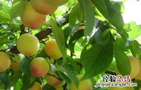黄桃的施肥技术有哪些 黄桃的施肥技术