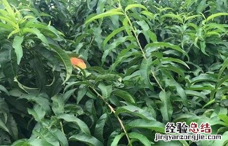 黄桃的施肥技术有哪些 黄桃的施肥技术
