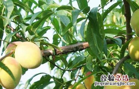 黄桃的施肥技术有哪些 黄桃的施肥技术
