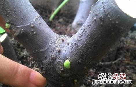 无花果扦插繁殖方法 无花果的扦插繁殖方法