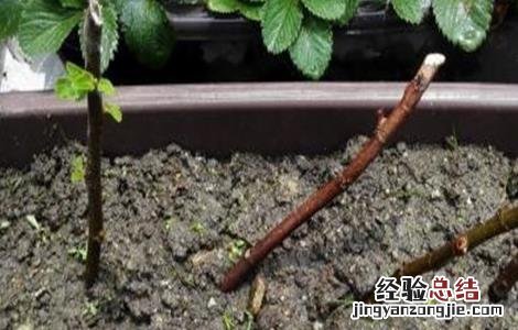 无花果扦插繁殖方法 无花果的扦插繁殖方法