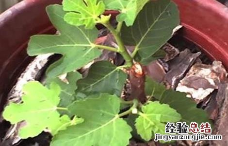 无花果扦插繁殖方法 无花果的扦插繁殖方法