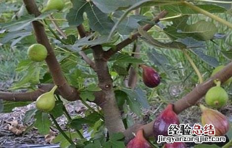 无花果扦插繁殖方法 无花果的扦插繁殖方法