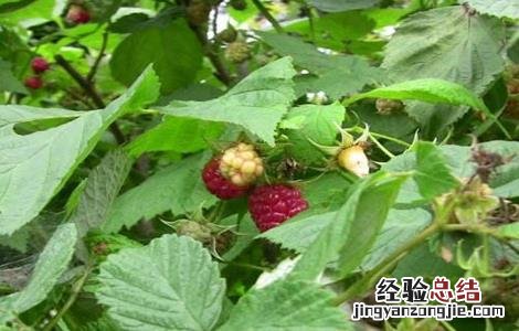 山莓的种植方法 山莓的种植方法和技术