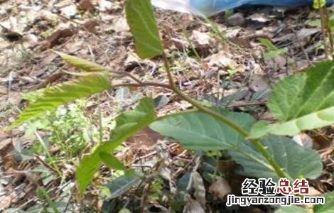 山莓的种植方法 山莓的种植方法和技术