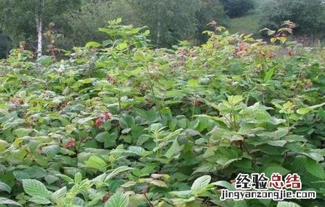 山莓的种植方法 山莓的种植方法和技术