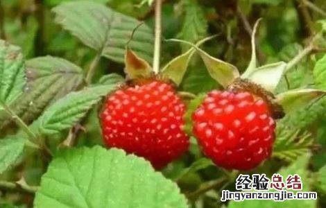 山莓的种植方法 山莓的种植方法和技术