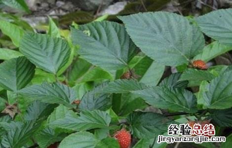 山莓的种植方法 山莓的种植方法和技术
