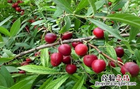 欧李的种植技术与管理 欧李的种植技术