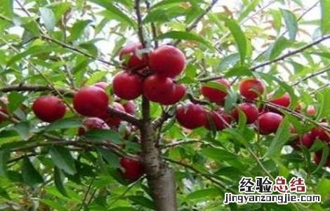 欧李的种植技术与管理 欧李的种植技术