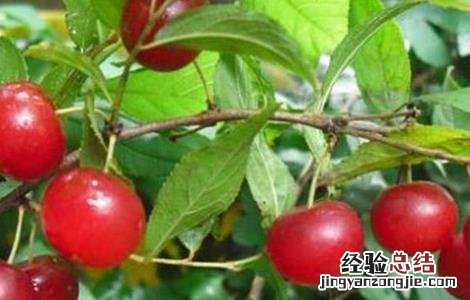 欧李的种植技术与管理 欧李的种植技术