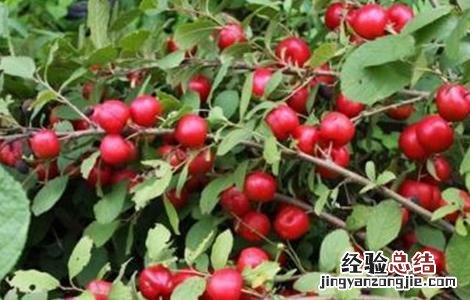 欧李的种植技术与管理 欧李的种植技术