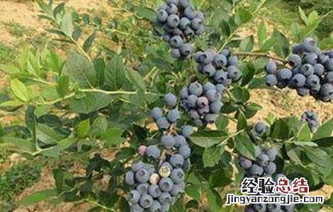 蓝莓施肥技术与管理 蓝莓施肥技术