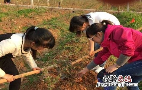 蓝莓施肥技术与管理 蓝莓施肥技术