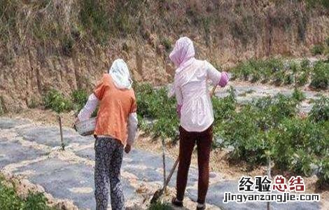 蓝莓施肥技术与管理 蓝莓施肥技术