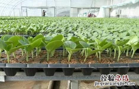 西瓜种苗育苗技术 西瓜播种育苗技术