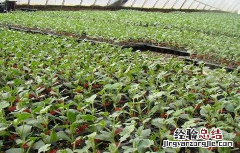 西瓜种苗育苗技术 西瓜播种育苗技术