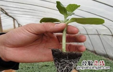 西瓜种苗育苗技术 西瓜播种育苗技术