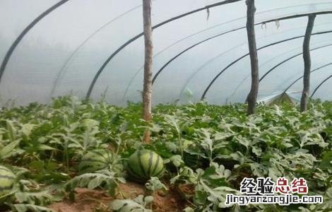 西瓜种苗育苗技术 西瓜播种育苗技术
