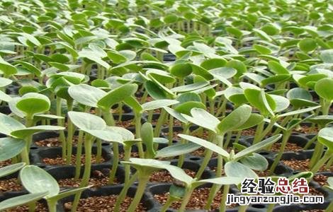 西瓜种苗育苗技术 西瓜播种育苗技术