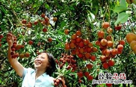 荔枝采果后管理技术 荔枝采果后管理技术措施