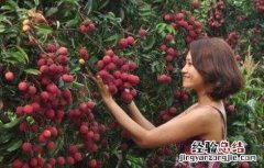 荔枝采果后管理技术 荔枝采果后管理技术措施