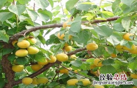 杏树修剪时间与方法 杏树修剪的最佳时间