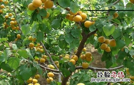 杏树修剪时间与方法 杏树修剪的最佳时间