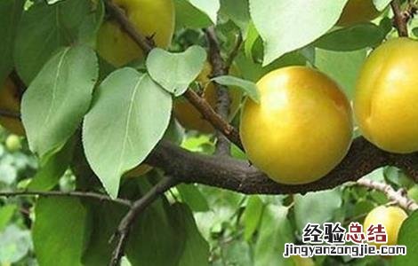 杏树修剪时间与方法 杏树修剪的最佳时间