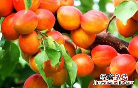 杏树修剪时间与方法 杏树修剪的最佳时间