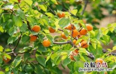 杏树修剪时间与方法 杏树修剪的最佳时间