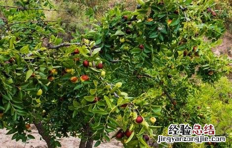 枣树修剪要点 枣树修剪要点图解